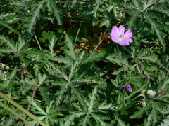 Geranium drakensbergensis