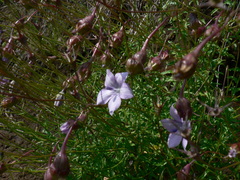 Wahlenbergia grandiflora