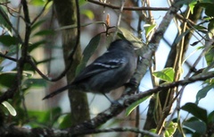 Thamnophilus caerulescens