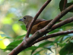 Tachyphonus coronatus