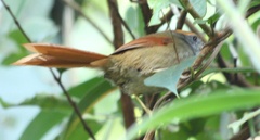 Synallaxis ruficapilla