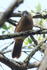 Tachyphonus coronatus