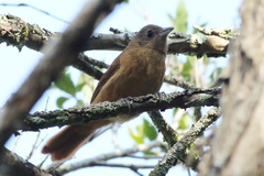 Tachyphonus coronatus