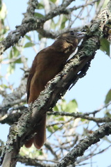 Tachyphonus coronatus