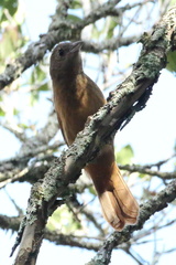 Tachyphonus coronatus