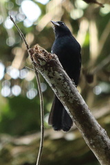 Tachyphonus coronatus