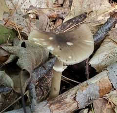 Amanita solaniolens