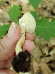 Amanita solaniolens