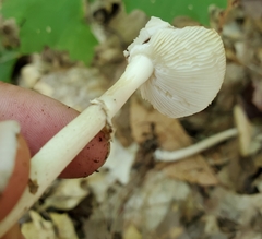 Amanita solaniolens