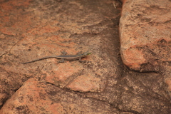 Platysaurus intermedius