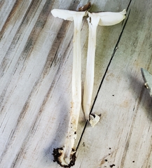 Amanita solaniolens