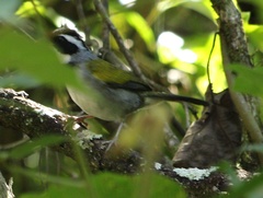 Arremon flavirostris