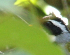 Arremon flavirostris