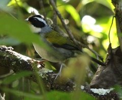 Arremon flavirostris