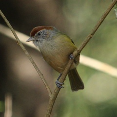 Hylophilus amaurocephalus