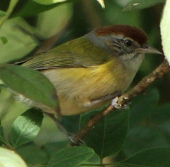 Hylophilus amaurocephalus