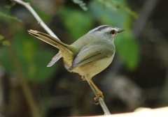 Basileuterus culicivorus