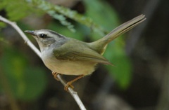 Basileuterus culicivorus