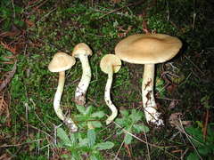 Cortinarius memoria-annae