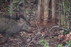 Sus scrofa cristatus