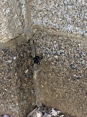 Latrodectus hesperus