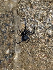 Latrodectus hesperus