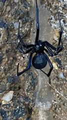 Latrodectus hesperus
