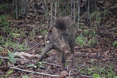 Sus scrofa cristatus