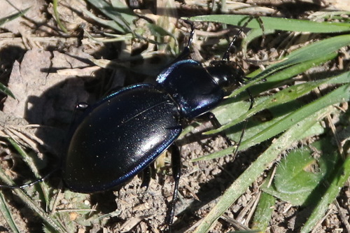 Carabus finitimus photo 4