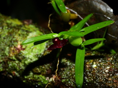 Maxillaria ponerantha