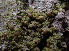 Protoparmelia ochrococca