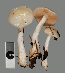 Cortinarius olorinatus
