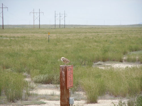 Burrowing Owl photographed in Idaho