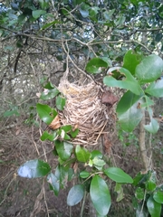 Chlorostilbon lucidus