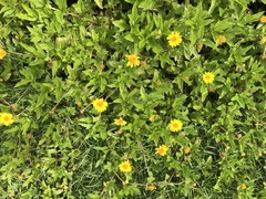 Sphagneticola trilobata