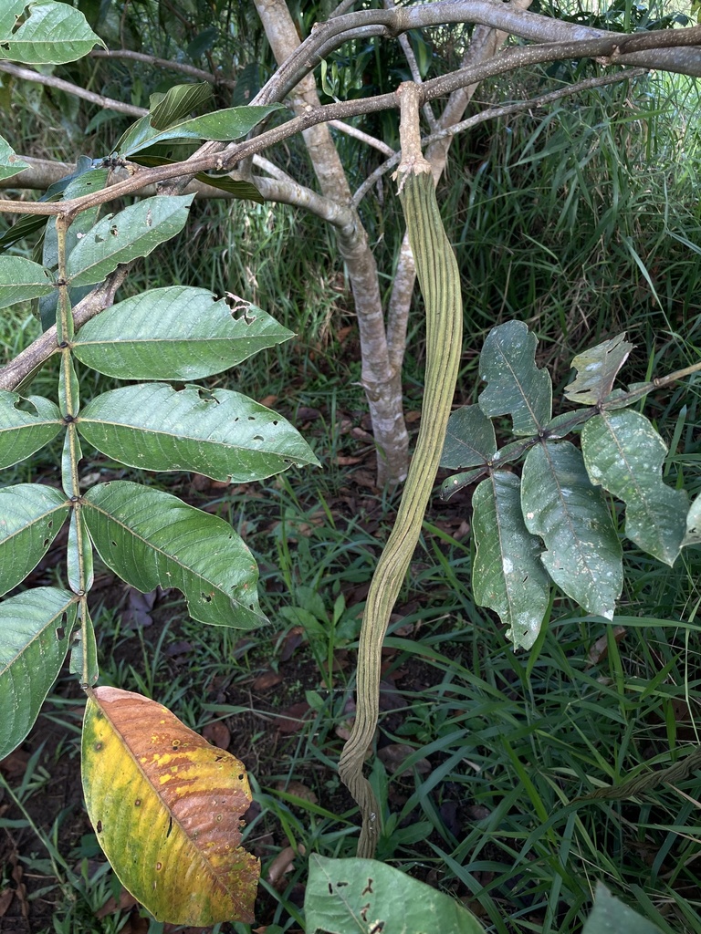 Inga edulis