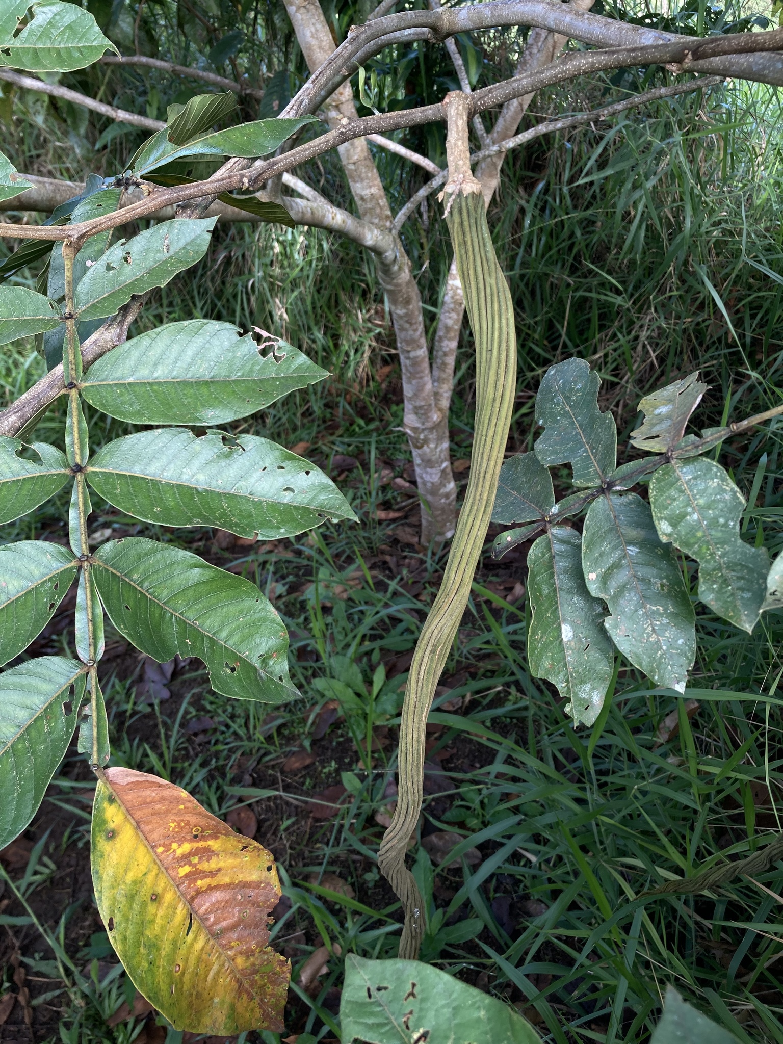 Inga edulis