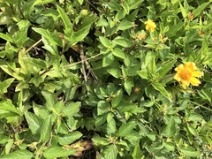 Sphagneticola trilobata