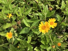 Sphagneticola trilobata