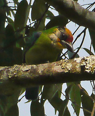 Psilopogon franklinii