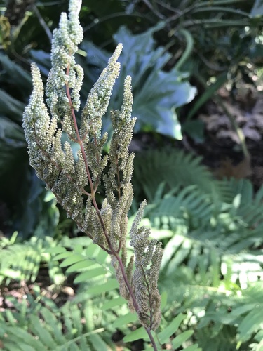 Osmunda spectabilis image