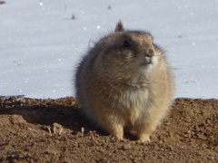 Cynomys ludovicianus