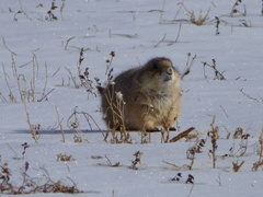 Cynomys ludovicianus
