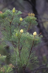 Petrophile fastigiata