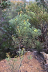 Petrophile fastigiata