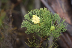 Petrophile fastigiata
