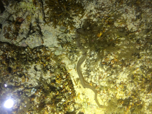 Uropterygius micropterus