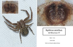 Xysticus acerbus