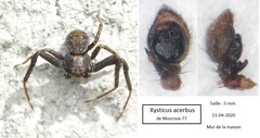 Xysticus acerbus