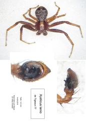 Xysticus lanio